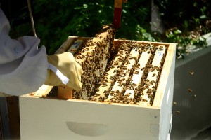 Elke's Bee Hive