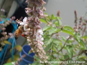 elke's bees